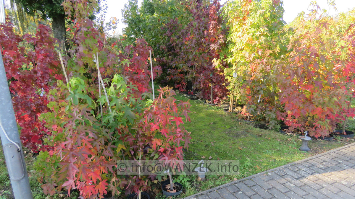 Liquidambar Alle Sorten Herbst 2015.JPG